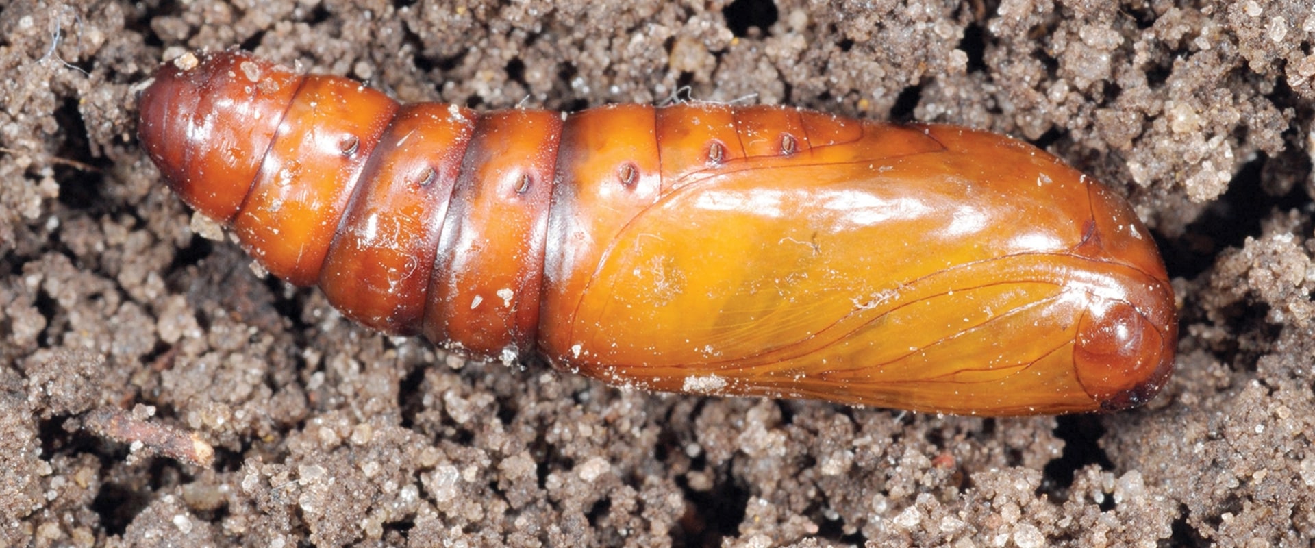 Pest Control in Extreme Temperatures and Weather Conditions