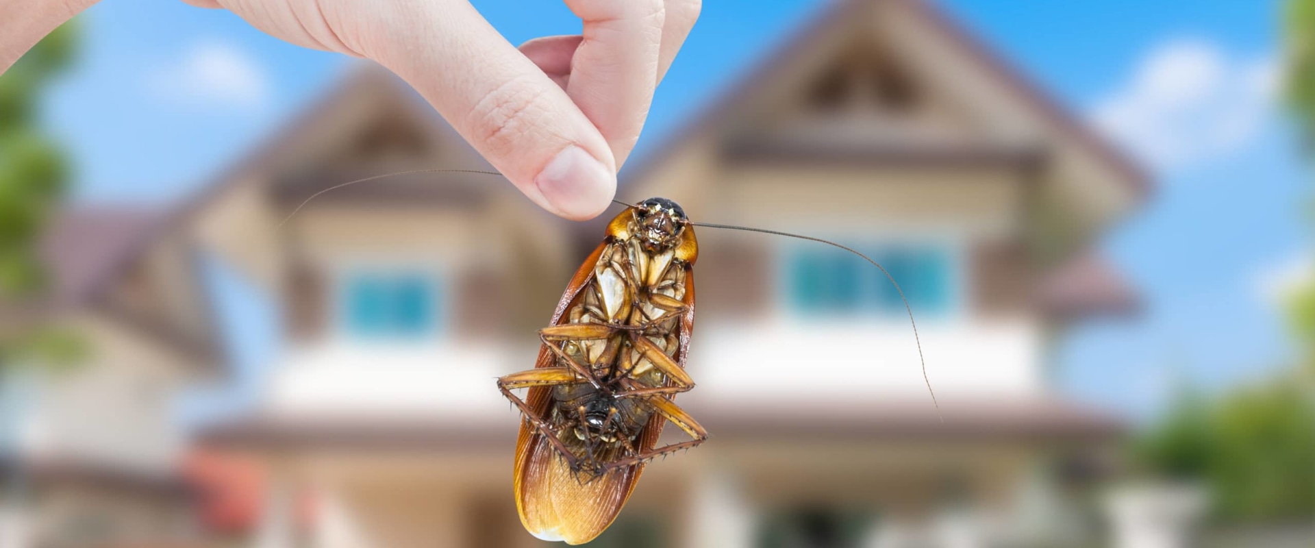 How to Keep Pests Away from Your Home DIY Pest Control Methods