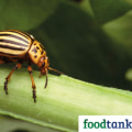 DIY Pest Control: Considerations for Different Climates and Regions