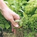 Organic Weed Control: How Farmers Manage Weeds without Chemicals