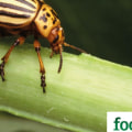 The Benefits of Natural Pest Control