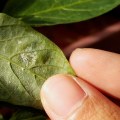 DIY Pest Control: Natural, Chemical-Based Solutions for Your Home