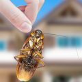 How to Keep Pests Away from Your Home: DIY Pest Control Methods
