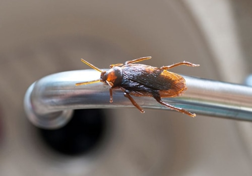 How to Control Pests with DIY Pest Control Methods