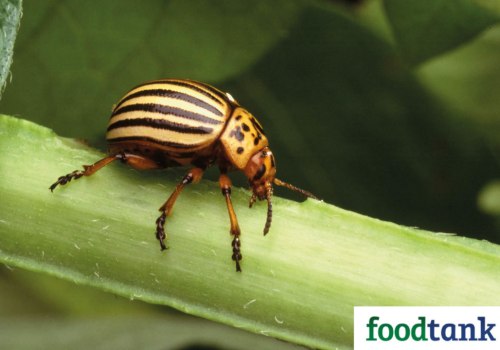 DIY Pest Control: Considerations for Different Climates and Regions