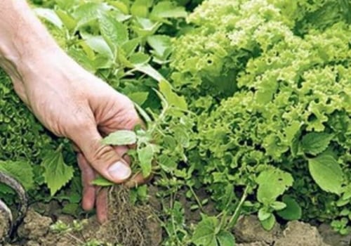Organic Weed Control: How Farmers Manage Weeds without Chemicals