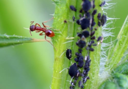 Eco-Friendly Pest Control: How to Protect Your Home Without Harming the Environment
