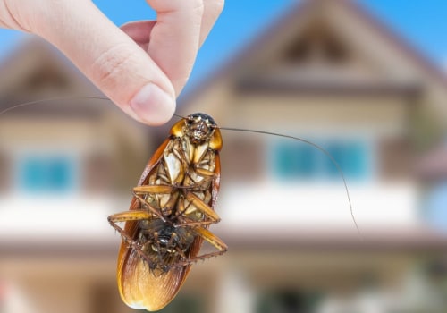 How to Keep Pests Away from Your Home: DIY Pest Control Methods