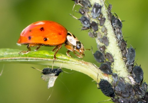 3 Factors for Establishing a Pest