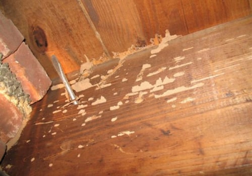 DIY Pest Control on Wood Surfaces: What You Need to Know